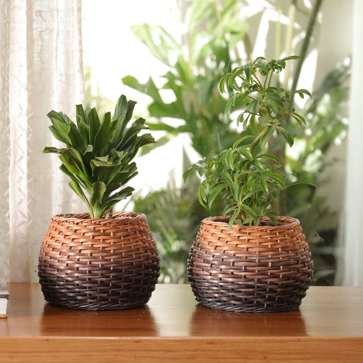 Brown Indigo Ombre Wicker and Wood Planter | Eco-friendly Indoor Decor
