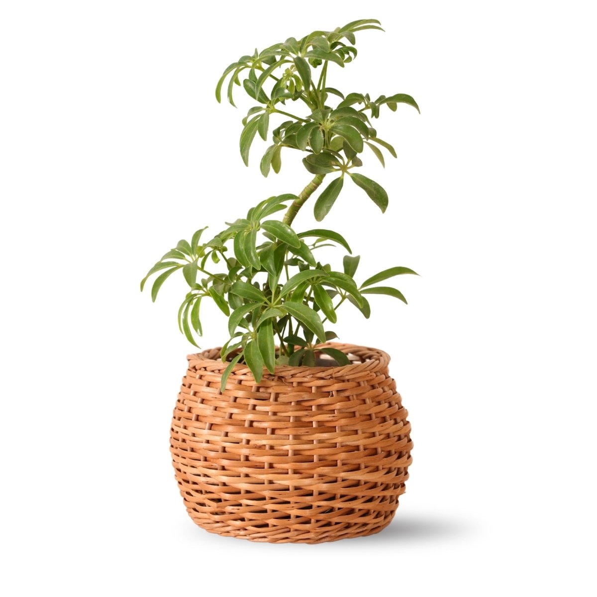 Brown Wicker and Wood Planter | Eco-friendly Indoor Decor