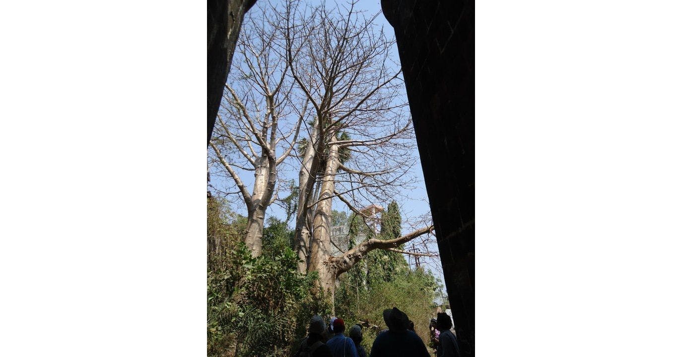 A tree at Vasai Fort