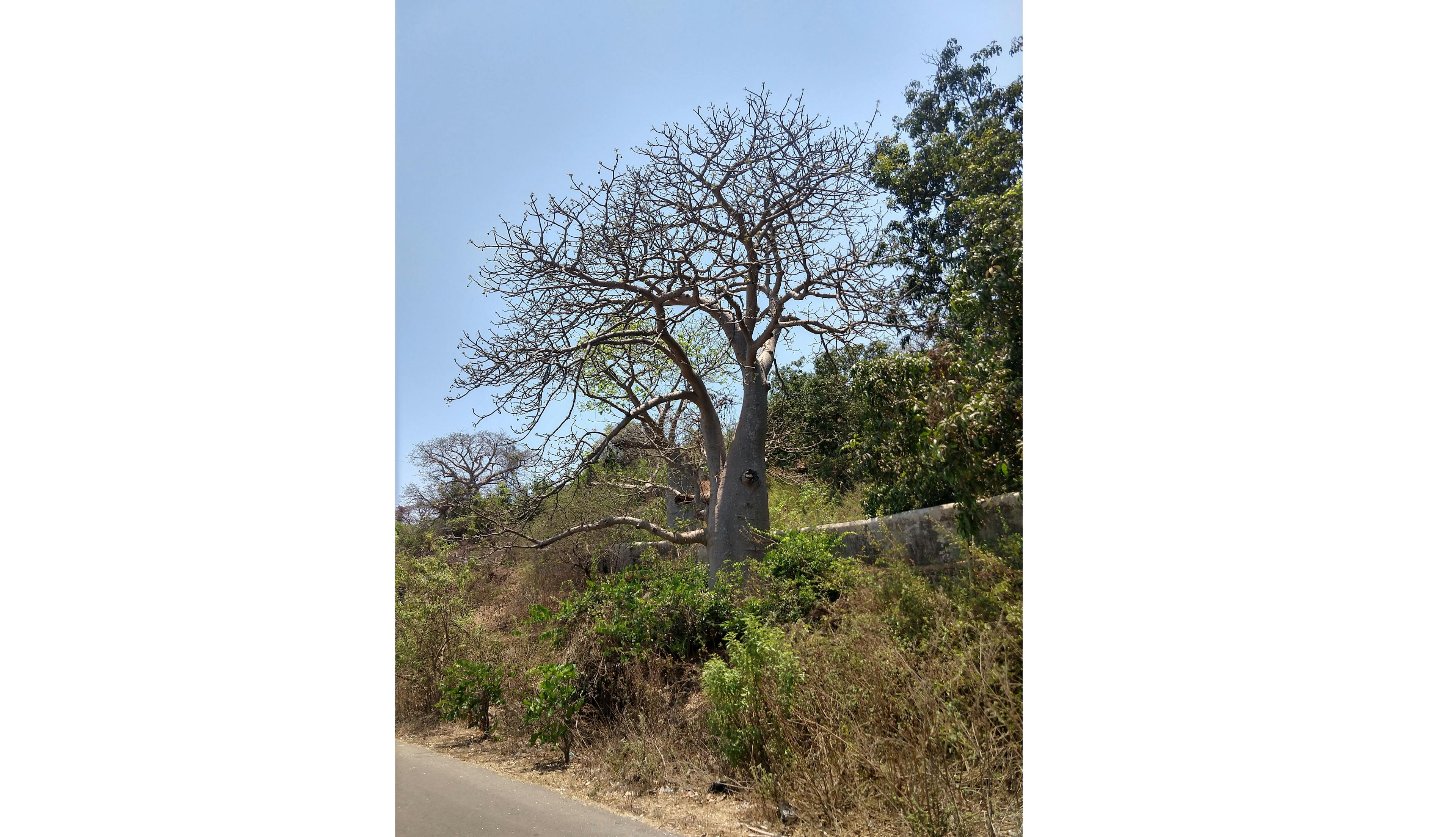 Baobab tree in Murud