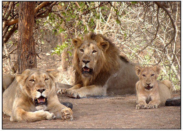Asiatic Lions at the Gir Forest and National Park