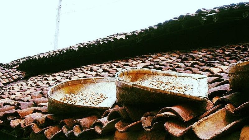 Sun-drying of Mahua flowers using traditional supa made from bamboo, Chattisgarh