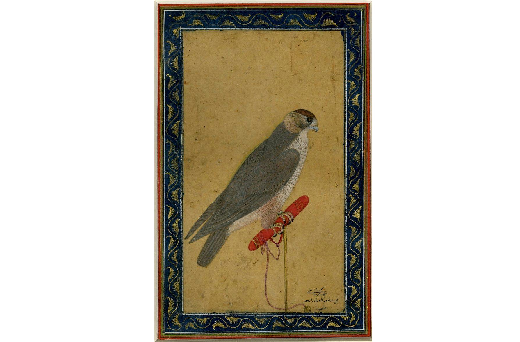Falcon by Mansur