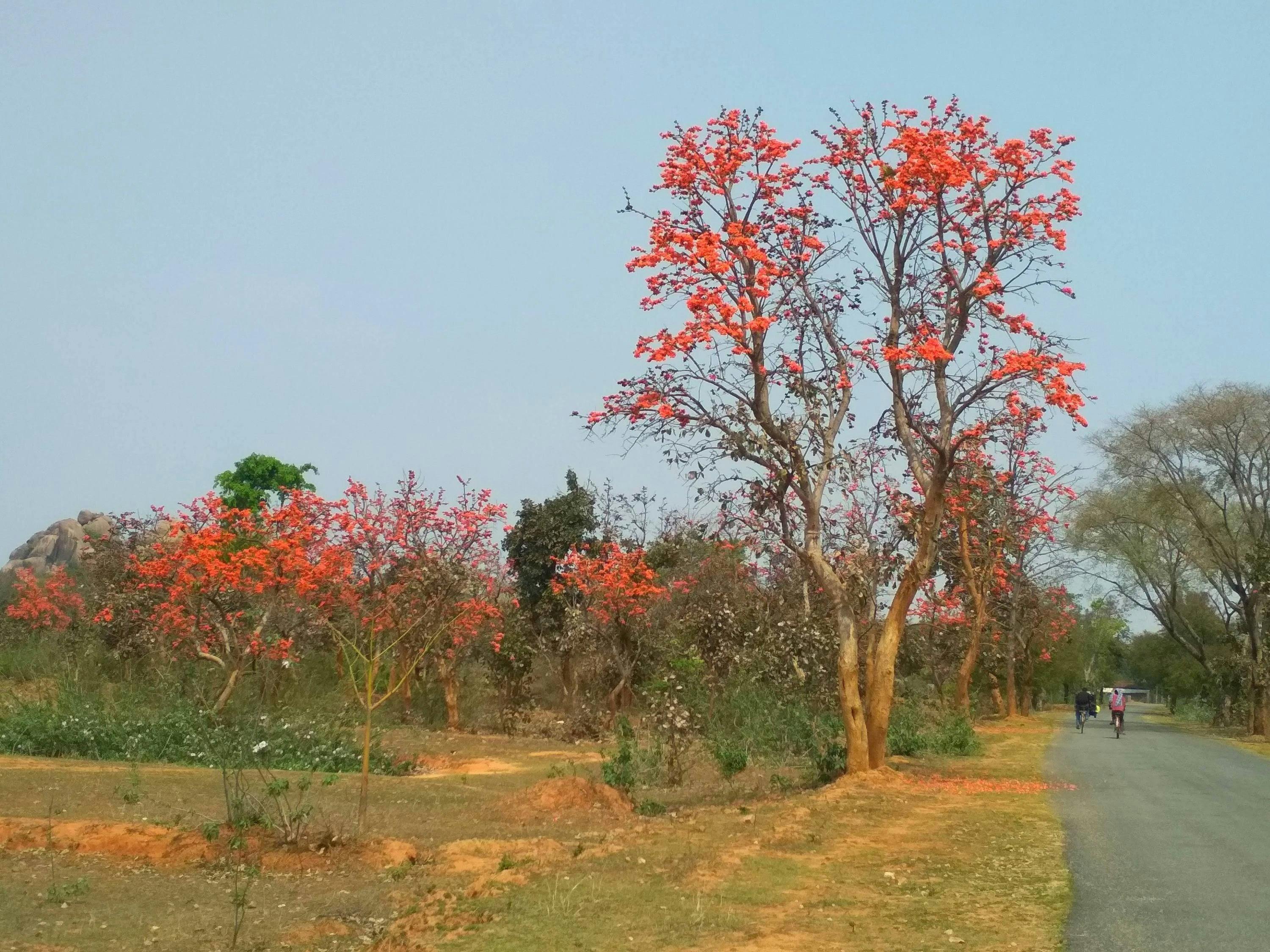 Road to Navratangarh