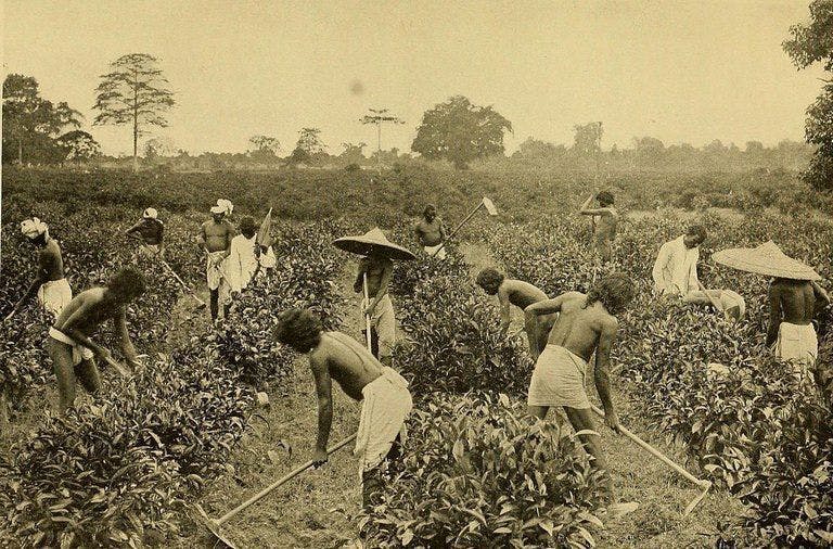 Immigrant workers in Assam
