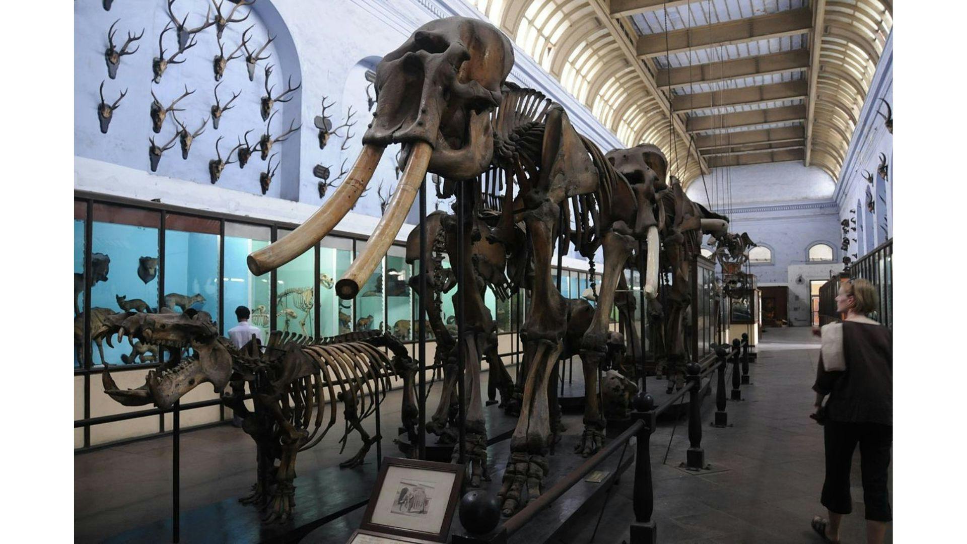 Elephant skeleton, Indian Museum, Kolkata | Wikimedia Commons