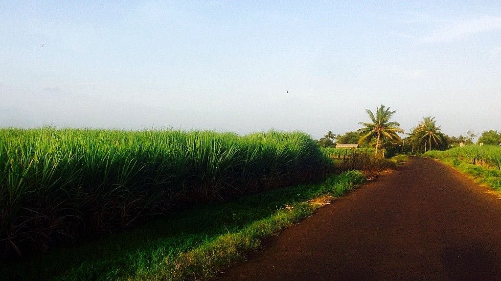 The road to Khidrapur, flanked by tall sugarcane