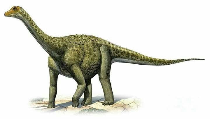 Jainosaurus