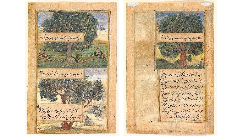 Folios from Babur Nama with description of mango tree