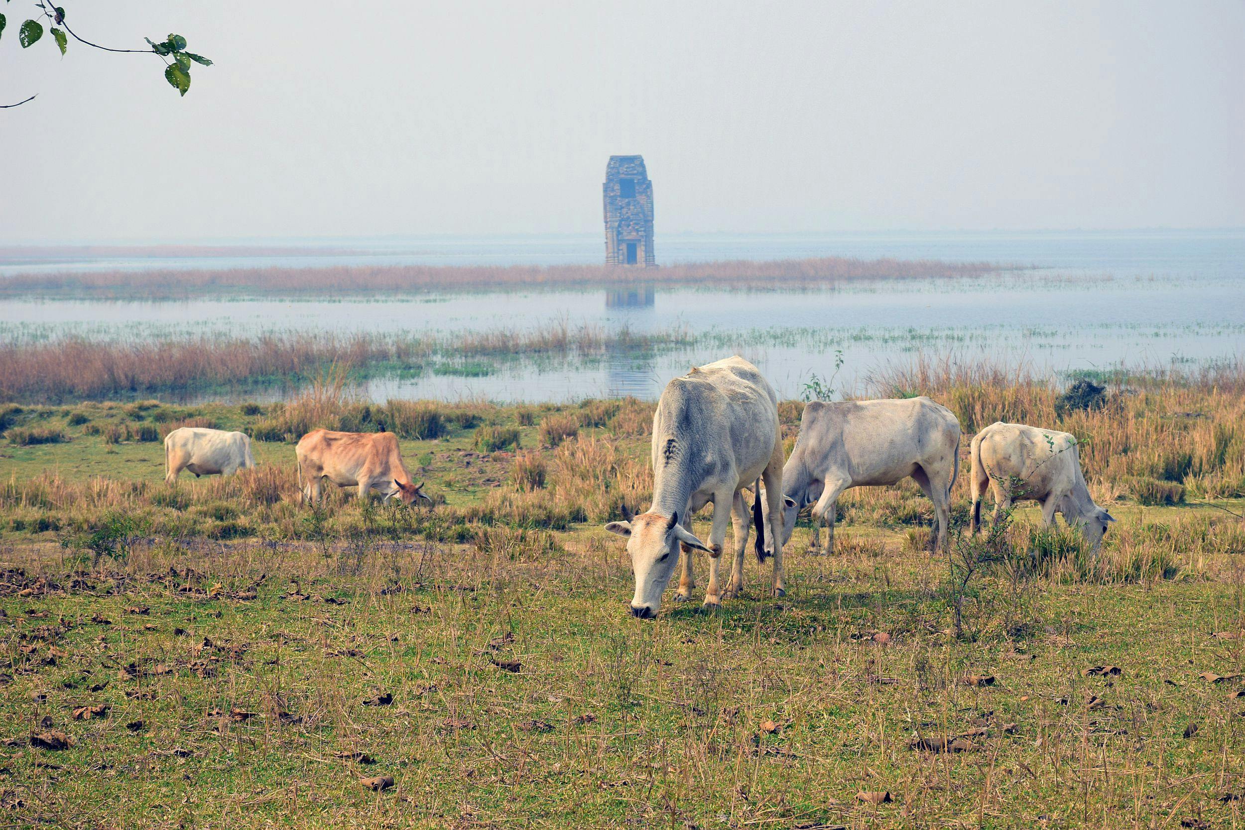  The temple located close to bank of Damodar at Telkupi during monsoon with cattles grazing in the foreground
