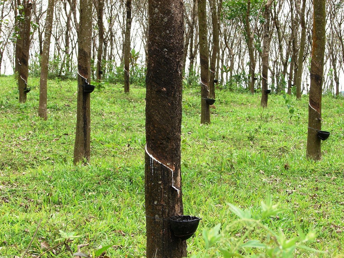 Rubber plantation in Kerala