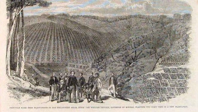 Peruvian bark plantation in India 1864
