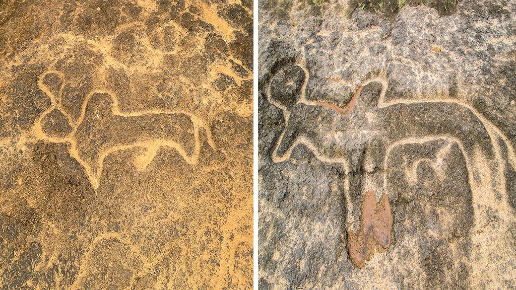 Cattle &#8211; bull (L) cow (R) on petroglyphs in Pansaimol