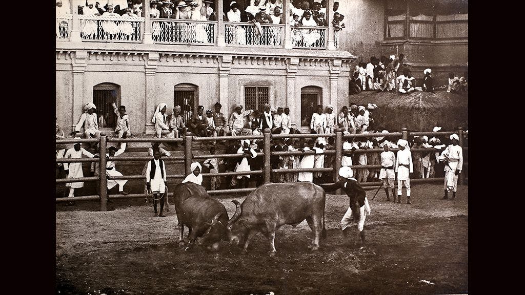 Bull Fight, Bhadra Kacheri, Baroda. c. 1900