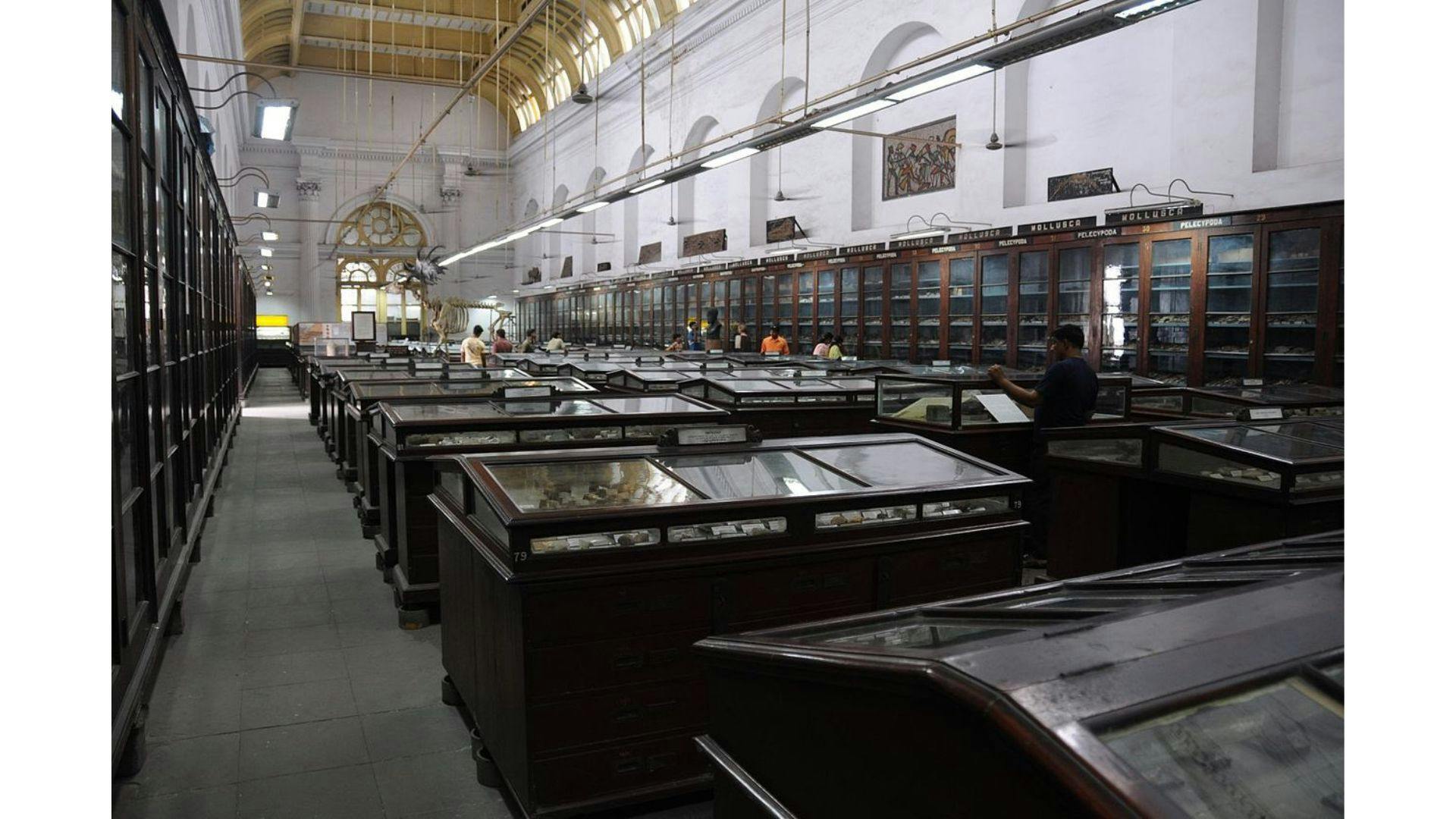 Showcases with different types of fossils, Indian Museum, Kolkata | Wikimedia Commons