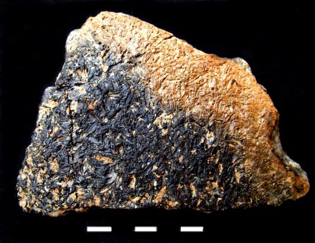 Burnt rice husk embedded in a Neolithic potsherd from Lahuradewa