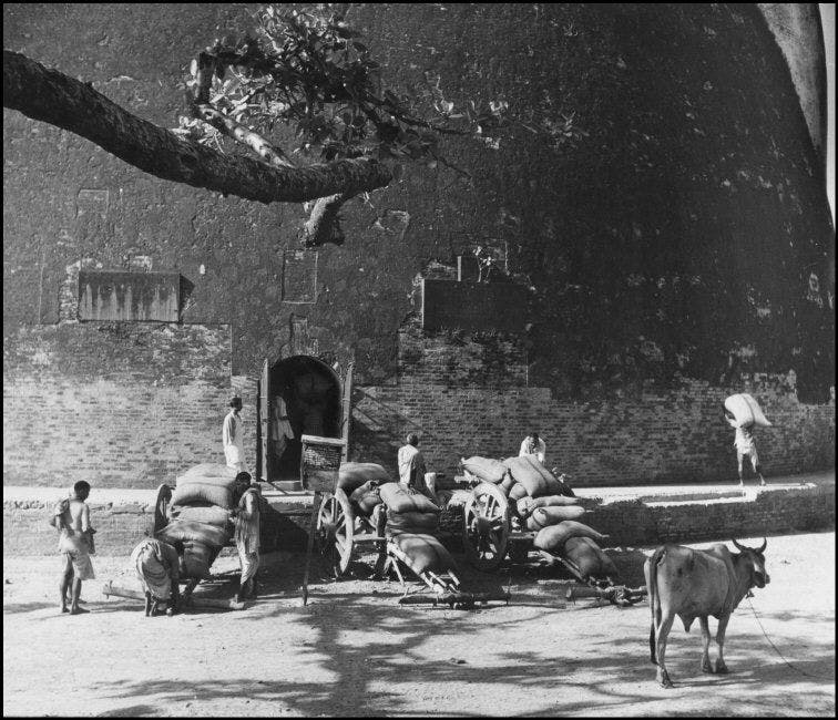 Golghar, Bihar. Grains transported through bullock carts 