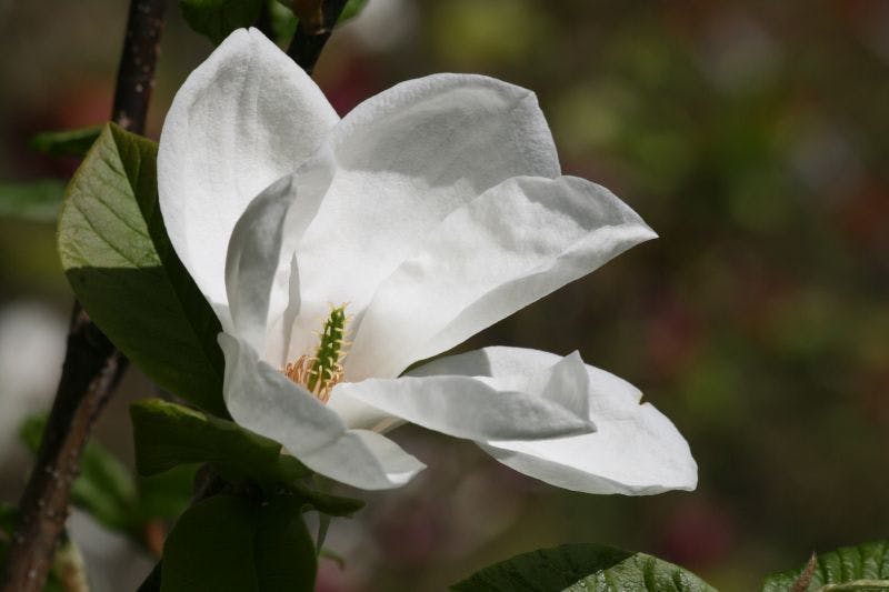Magnolia kobus Janaki Ammal