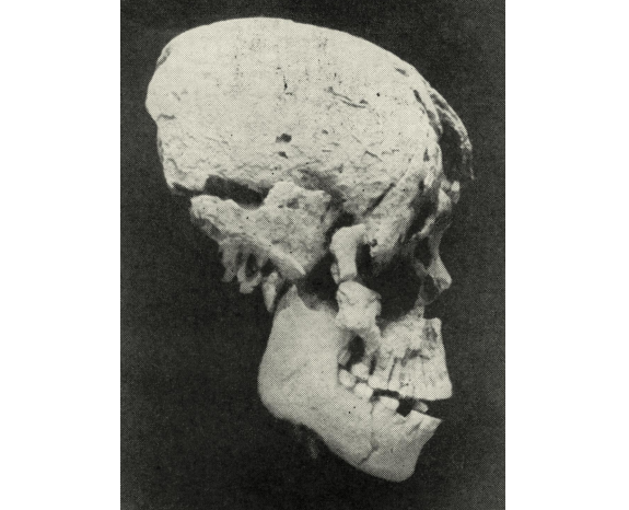 The Langhnaj Mesolithic Human