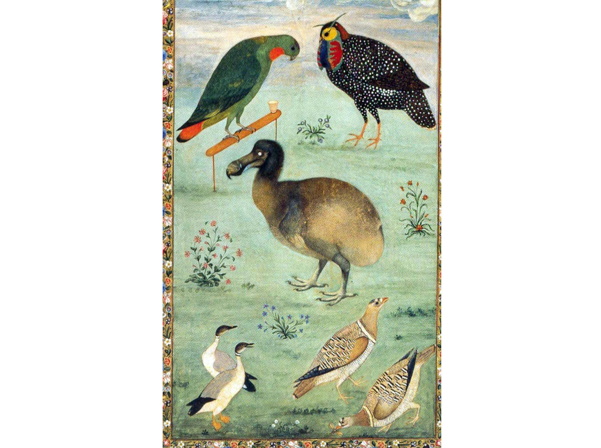 An illustration of the dodo with other birds by Mansoor