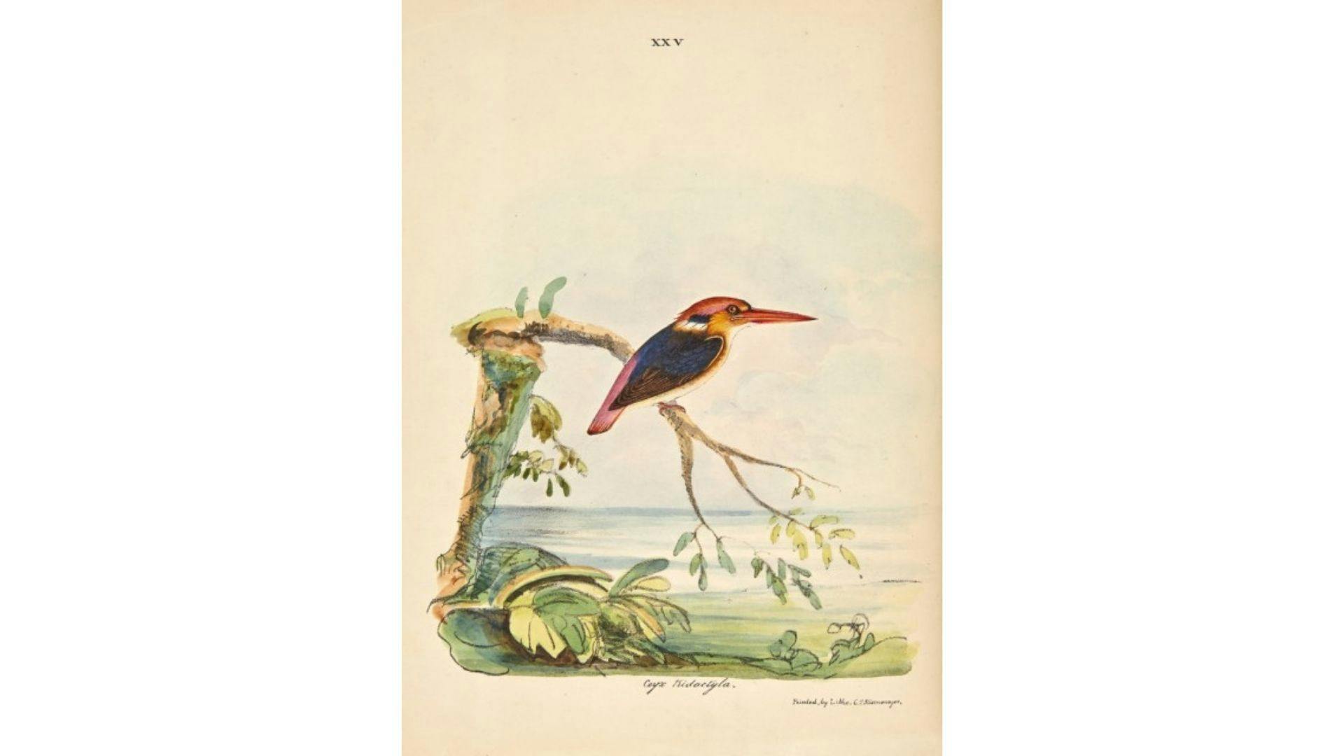 T C Jerdon's book, The Birds of India