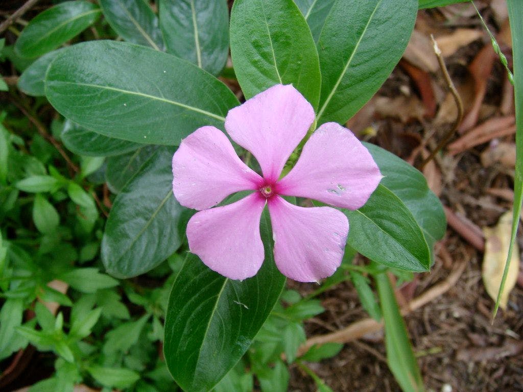 Madagascar periwinkle plant
