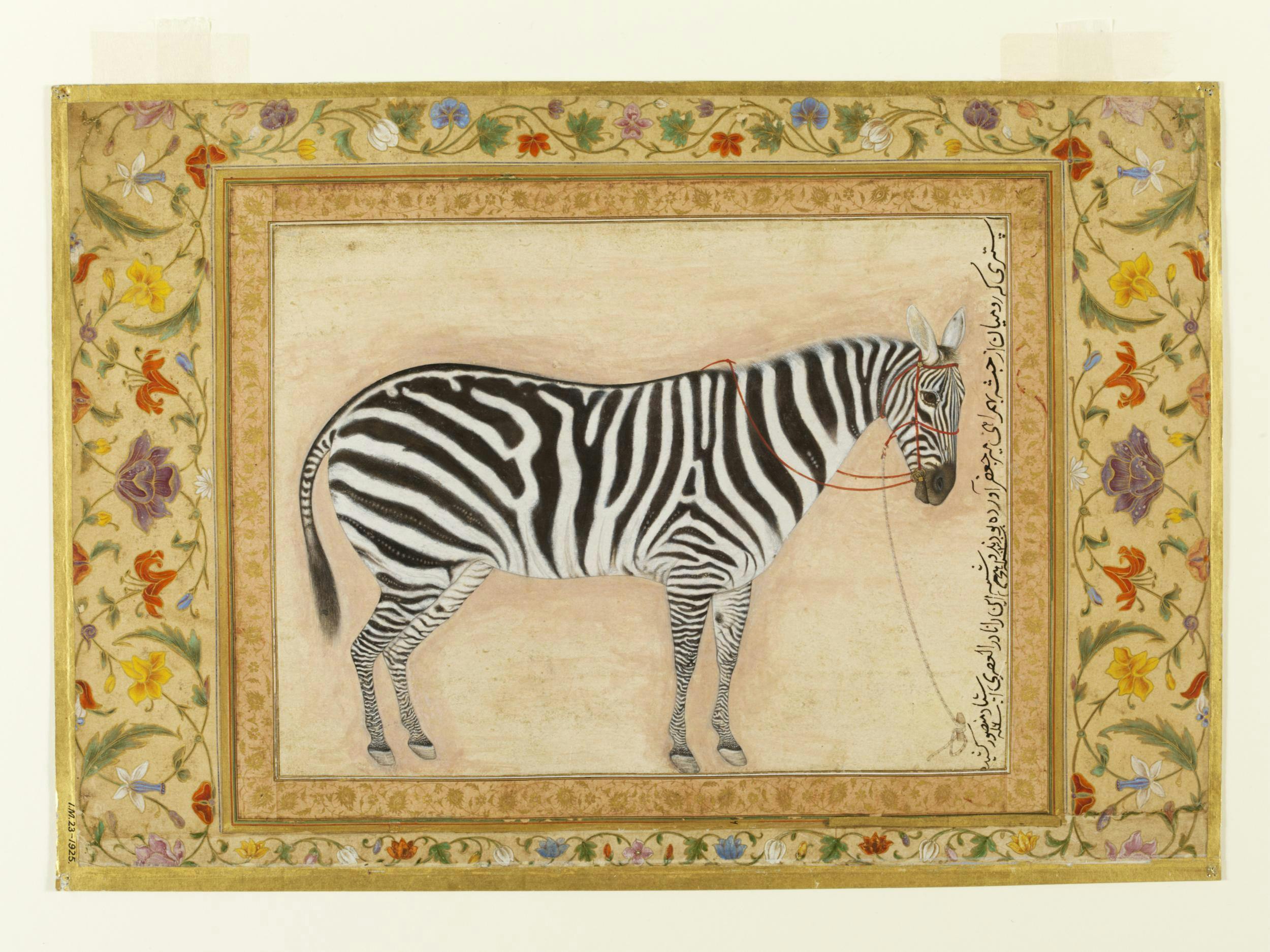 Zebra by Mansoor