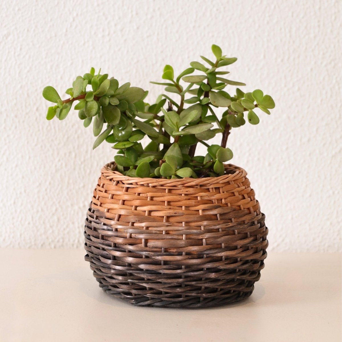 Brown Indigo Ombre Wicker and Wood Planter | Eco-friendly Indoor Decor