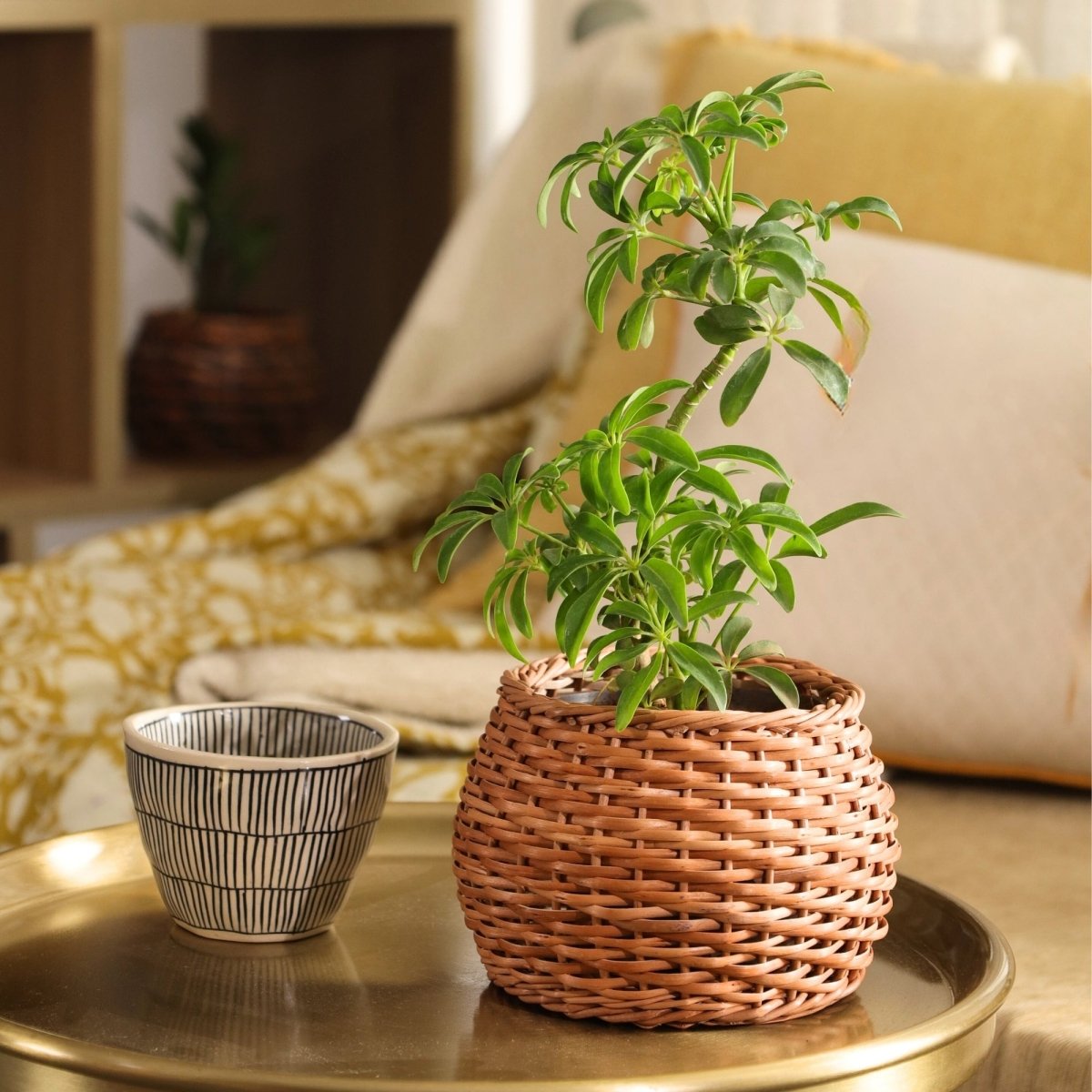 Brown Wicker and Wood Planter | Eco-friendly Indoor Decor