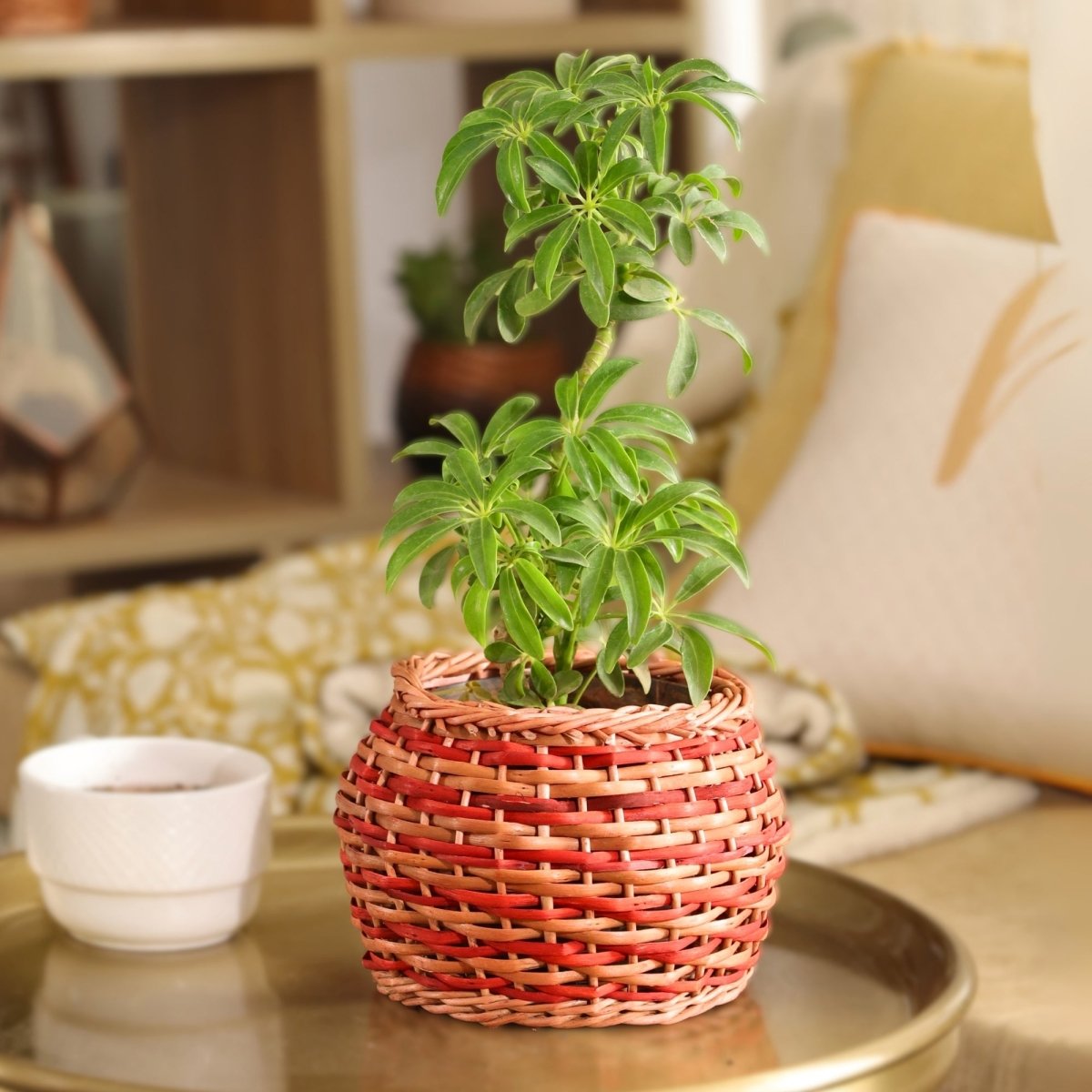Rust Brown and Indigo Wicker and Wood Planter | Eco-friendly Indoor Decor